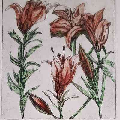 Western Red Lily