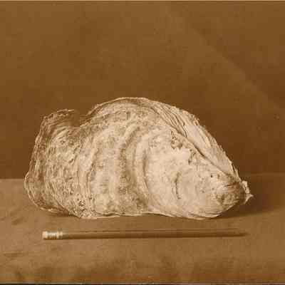 Oyster