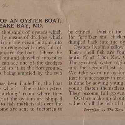 Printed Description of Stereograph: Describes how Oysters are "harvested" then what happens afterwards.
