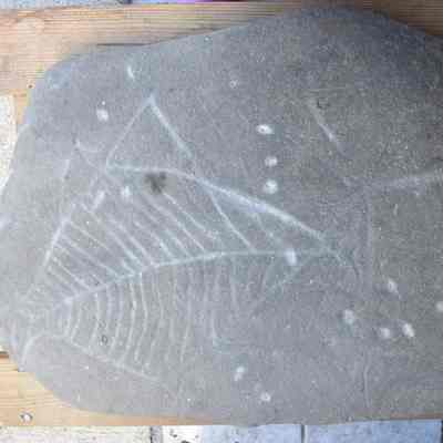 Petroglifo con la figura de un pez