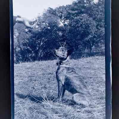Negative of a large sitting dog