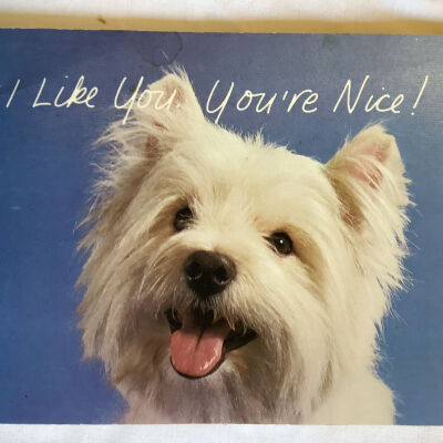 I like you, you're nice!