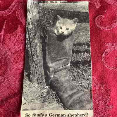 Cat Photograph Cut-Out