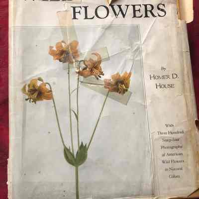 Wild Flowers