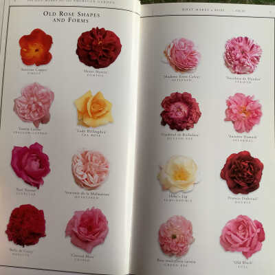 Pages 4-5: Color photographs of 8 roses on each page with name and type of rose