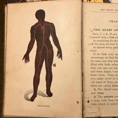 Pages 34-35: Left: Human body with arteries and veins, "Arterial System."
Right: Chapter IV, first page of chapter "The heart and blood-vessels."