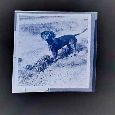 Negative of a dachshund outside