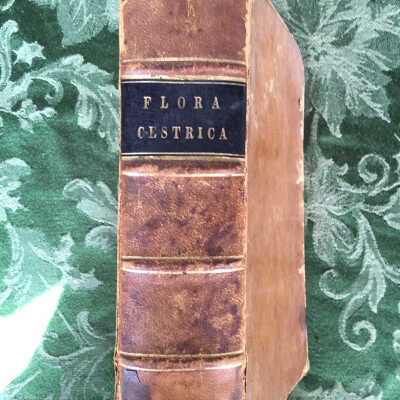 Flora Cestrica