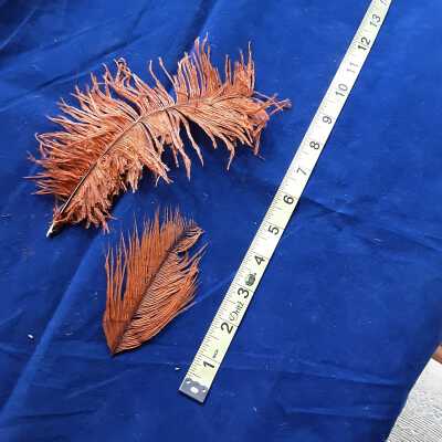 2 feathers for hat decoration