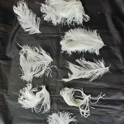 White ostrich feathers for hat or clothing decoration