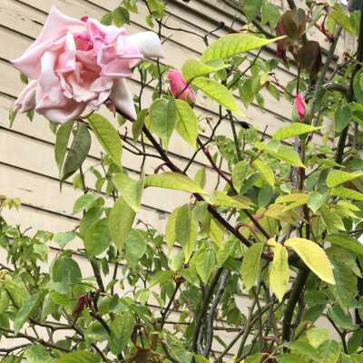 Moments in the garden April 2018