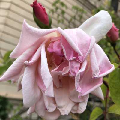 Front of house rose