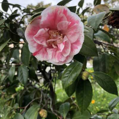 Front circle camelia