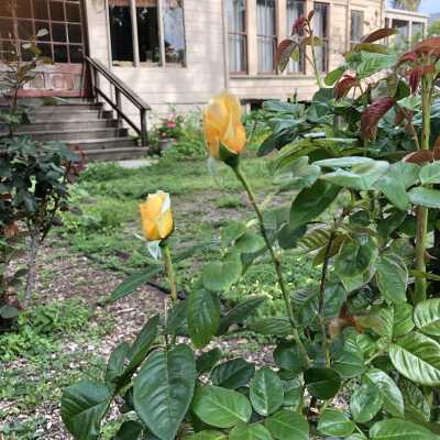 Back yard rose garden