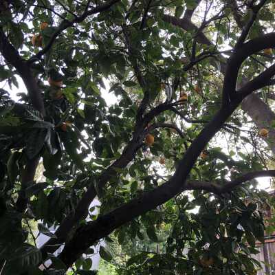 Oranges on the tree