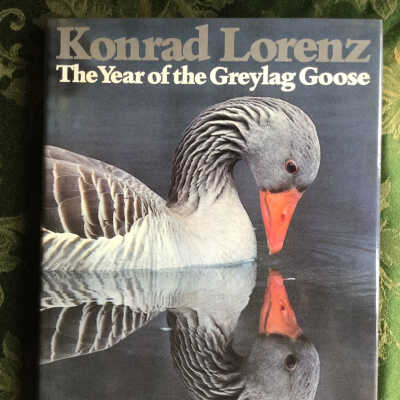 The Year Of the Greylag Goose