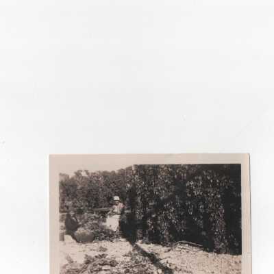 Hop Ranch Photos Oregon circa 1924 Douglas Cohen was ranch manager