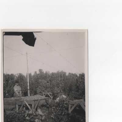 Hops being sorted before drying