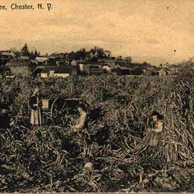 A Husking Bee, Chester, N. Y.