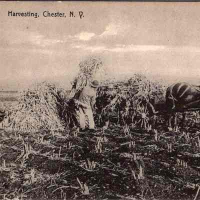 Harvesting, Chester, N.Y. Front. chs-019945-1: The image depicts an agricultural scene during harvest time in Chester, New York, showcasing a farmer and two horses in a field. The farmer, clad in a hat and overalls, is actively engaged in harvesting amidst rows of crops, prominently holding what looks to be corn stalks. Adjacent to him, two horses harnessed to a farming implement stand ready, illustrating a typical rural scene from an earlier period when animal labor was a critical component of farming practices. The background stretches out into a flat, open landscape, lightly dotted with more fields and a faint hint of buildings possibly making up a distant farmstead. The overall composition conveys a sense of hard work and the agricultural lifestyle of the era, captured in a monochromatic tone that adds a timeless quality to the photograph.