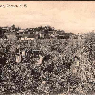 A Husking Bee, Chester, N.Y. Front. chs-019945-2: The image depicts a scene from a husking bee on the Chester meadows in Chester, New York, capturing a moment of communal agricultural activity. Several individuals, including men and women wearing period attire, are engrossed in husking corn in a large field densely packed with cornstalks. In the background, a picturesque view of the town unfolds, showcasing a variety of residential and possibly commercial buildings interspersed with trees. The architecture indicates a blend of modest homes and more substantial buildings, likely from the early 20th century, suggesting a small, closely-knit community. The surroundings are rural, yet the proximity to the town provides a sense of a community-centered agrarian lifestyle, where such events are not just for harvesting but also for socializing. The atmosphere appears busy yet jovial, as people of different ages engage in this shared task under an open, expansive sky.