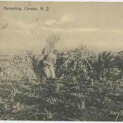 Harvesting, Chester, N. Y.
