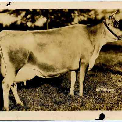 Jersey Cow