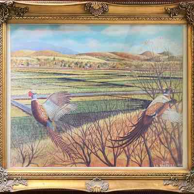 Ring-necked Pheasants