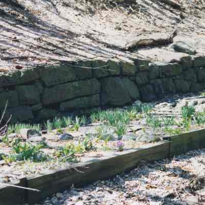 Ellen Shortess Garden sprouting April 25, 2003.