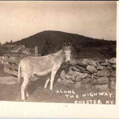 “Along the Highway, Chester N.Y.” Front chs-019950-2: The image is a black and white postcard depicting a tranquil rural landscape in Chester, New York. In the foreground, a donkey stands near a textured stone wall which borders a narrow dirt road. Behind the donkey, gently rolling hills are punctuated with clusters of trees and a few scattered buildings, hinting at a sparsely populated countryside. The background features a lush, tree-covered hill rising under a light sky, possibly indicating early daytime. The caption "Along the highway, Chester N.Y." is printed at the bottom of the photo, suggesting the scene captures a typical roadside view in this region. This picturesque setting evokes a sense of peaceful rural life from a bygone era.