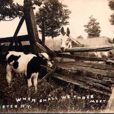 "When shall we three meet again Chester N.Y.” Front chs-019950-t: This vintage black and white postcard depicts a pastoral scene from Chester, New York, featuring a donkey and a calf peering through a dilapidated wooden fence, under a caption that reads "When shall we three meet again." The setting is a grassy field with trees in the background, conveying a serene and somewhat nostalgic rural American landscape. The weathered state of the fence adds a rustic charm to the image, highlighting a moment of curious interaction or companionship between the two animals. The caption invokes a sense of anticipation or a reunion, suggesting a narrative or a previous meeting among the creatures pictured or perhaps including an unseen third.