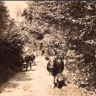 “Cows on a Trail” Front chs-019950-1: This image depicts a serene, rustic scene of an old tree-lined path or country road, likely from the early 20th century, given the style of the photograph. On this path are cows, one stands prominently on the path under the dappled sunlight that filters through the trees, contributing to the overall pastoral atmosphere of the image. On the right side of the photo, there is handwritten text, suggesting that this might be a postcard or a personal photograph with annotations made by the owner, often typical of personal keepsakes from this era. The script appears aged and slightly faded, adding to the historical feel of the scene.