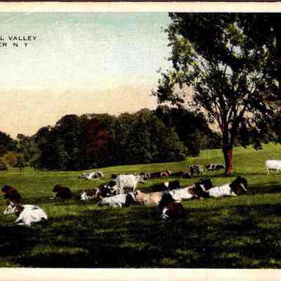 "Peaceful Valley, Chester N.Y." Front chs-019950-6: The image depicts a serene landscape titled "Peaceful Valley, Chester N.Y." where a herd of cows is scattered across a lush green field, grazing and resting under the canopy of mature trees. The foreground shows cows of various colors, predominantly black and white, lounging on the grass. Behind them, the field gently rolls up towards a denser area of trees under a subtly clouded sky. The tranquility of the scene is enhanced by the natural setting and absence of any visible human activity, evoking a timeless, pastoral calm typical of rural American sceneries from an earlier era. The image's vintage, postcard-style appearance adds a nostalgic charm, emphasizing the agricultural heritage and natural beauty of Chester, New York.