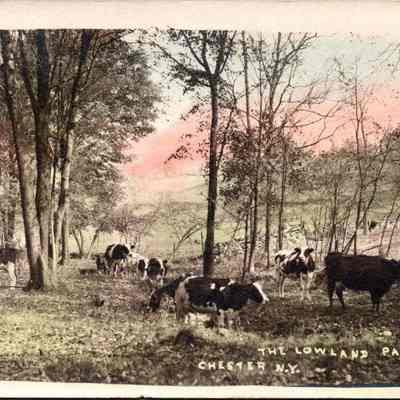 “The Lowland Pasture Chester N.Y.” Front chs-019950-4: The image depicts a pastoral scene titled "The Lowland Pasture Chester N.Y.," featuring a tranquil landscape during what appears to be early autumn. Scattered throughout the dimly lit, grassy terrain, several cows either graze or rest peacefully. The foreground shows lush, uneven grass dotted with fallen leaves, providing a natural carpet for the cows. In the background, rows of trees displaying early fall colors meld into a soft, pinkish-hue in the sky, suggesting either dawn or dusk. The peaceful setting is enclosed by a cluster of thin, tall trees and sparse underbrush, hinting at the seclusion and calmness typically found in rural environments. The photograph, rendered with a sepia tone overlaid with hints of color, evokes a sense of nostalgia and timelessness, characteristic of early 20th-century pastoral photography.