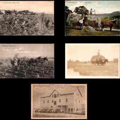 Ann and Gene White Postcard Collection - Chester Farmlands