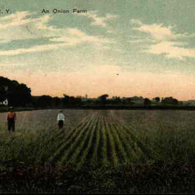 An Onion farm, Chester, N. Y.