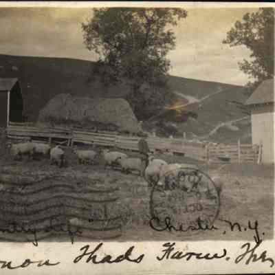 Country Life - Thad’s Farm