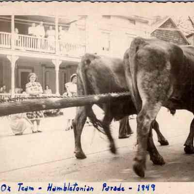Ox Team - Hambletonian Parade - 1949: Bill Rumsey's oxen team participates in the parade.