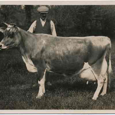 Man posing with cow