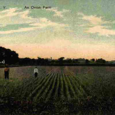 An Onion farm, Chester, N. Y.
