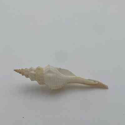 Unknown Shell