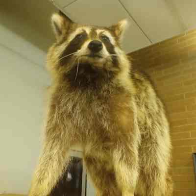 Racoon Procyon lotor