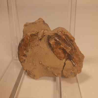 Meyeria magna
