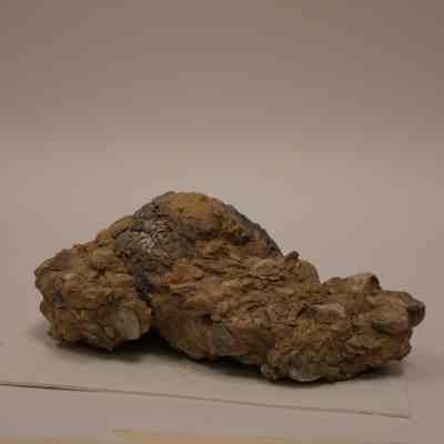 Fossilized Bivalvia shells