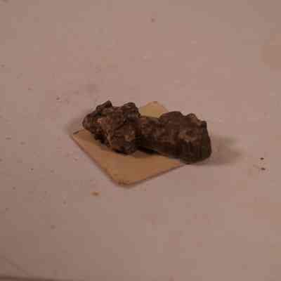 Mold Recepticulites fossil