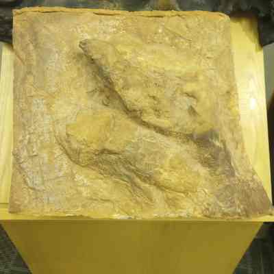 Dinosaur track fossil