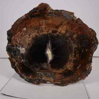 Petrified Wood