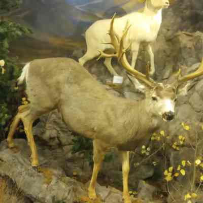 Mule deer Odocileus hemionus
