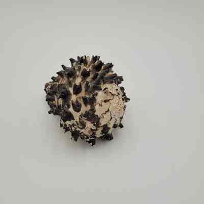 Muricidae muricanthus ambiguus