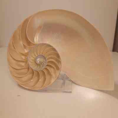 Nautilus macromphalus
